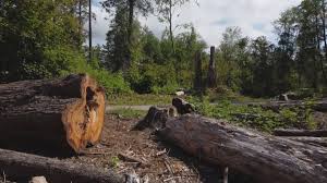 Best Emergency Tree Removal  in Racine, WI