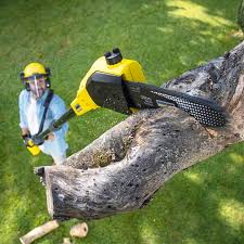 Best Tree Cabling and Bracing  in Racine, WI