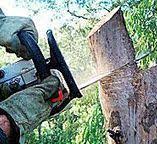 Best Tree Health Inspection  in Racine, WI