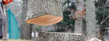 Best Fruit Tree Pruning  in Racine, WI