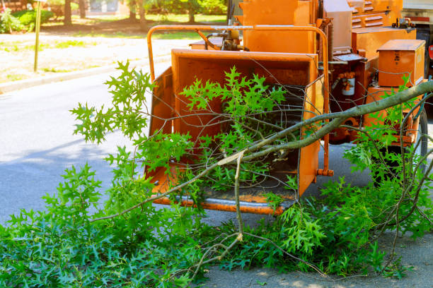 Best Hazardous Tree Removal  in Racine, WI