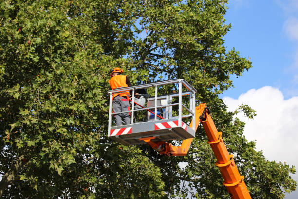 Best Tree Removal  in Racine, WI