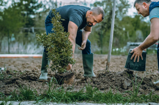  Racine, WI Tree Services Pros