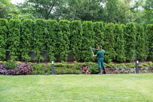 Best Tree Disease Treatment  in Racine, WI