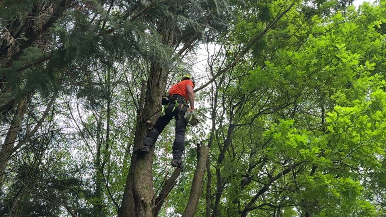 Best Hedge Trimming  in Racine, WI
