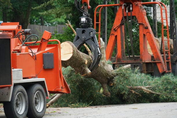 Best Root Management and Removal  in Racine, WI