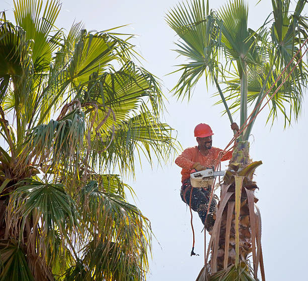Best Tree Trimming and Pruning  in Racine, WI