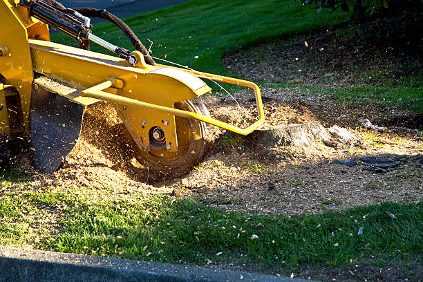 Best Lawn Irrigation Installation and Maintenance  in Racine, WI