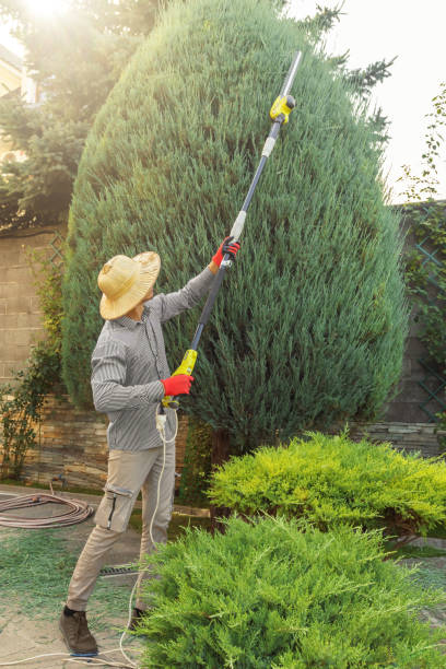 Best Tree Maintenance Programs  in Racine, WI