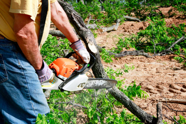 How Our Tree Care Process Works  in  Racine, WI